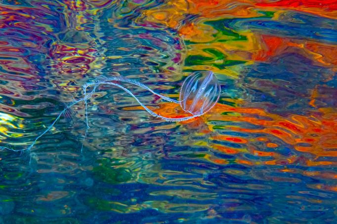 Vítězové fotografické soutěže Underwater Photographer of the Year 2022