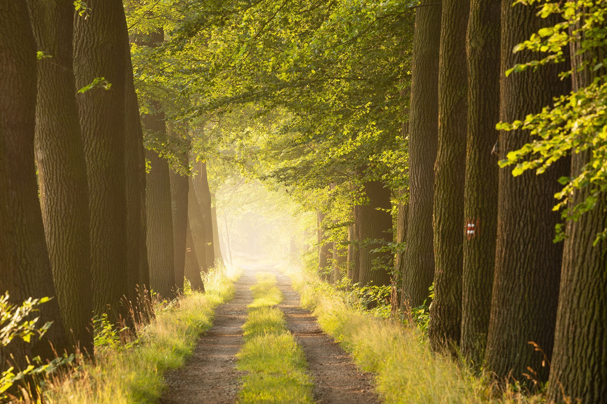 Martin Rak: české lesy na fotografiích