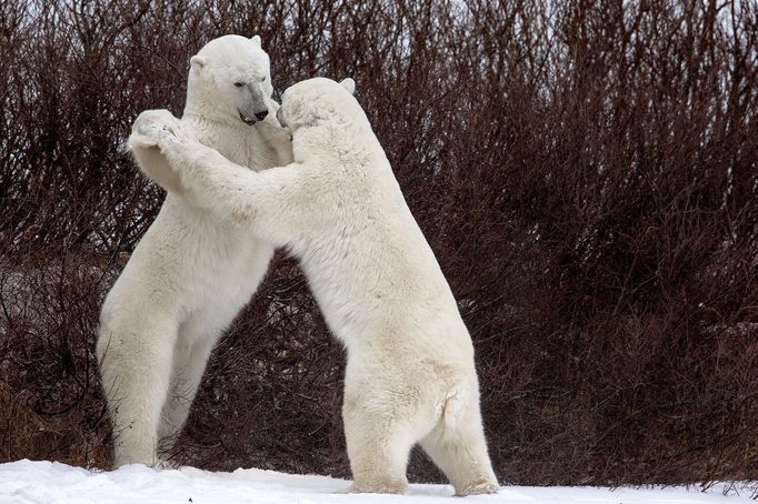 Finalisté fotosoutěže Comedy Wildlife Photography Awards 2018