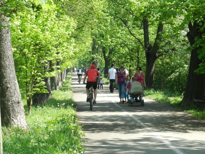 Rybářská alej v Přerově (Olomoucký kraj). Přerovská - Rybářská alej zvítězila v soutěži Alej roku 2012. Zvítězila díky velké oblibě Přerovanů a díky mimořádné návštěvnosti ať již sportovců, maminek s kočárky a dětmi, cyklistů projíždějících po "cyklostezce Bečva" jejíž polovinou probíhá, lidí relaxujících na zdejších lavičkách, ale i skupinám dětí z mateřských školek využívající alej k vycházkám a seznamováním se s přírodou podél řeky Bečvy. "Bohužel,  ani po uplynutí více jak půl roku od vyhlášení vítěze nebyla doposud žádná odezva k úpravě a dosazování stromů v Aleji ze strany Magistrátu města Přerova," povzdechl si autor fotografie. 