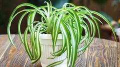 Kvíz na pokojovky, zelenec