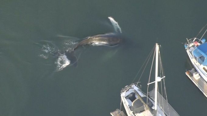 Jedenáctimetrový keporkak uvázl v přístavu v kalifornském městě Ventura. Mořští biologové ho museli pomocí volání velryb lákat na otevřený oceán.