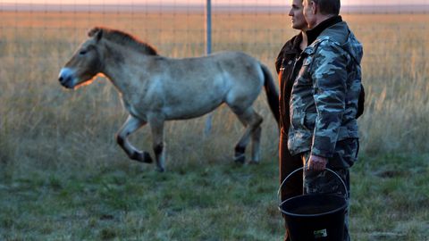 Putin opět zapózoval se zvířaty. Krmil a vypouštěl na svobodu divoké koně