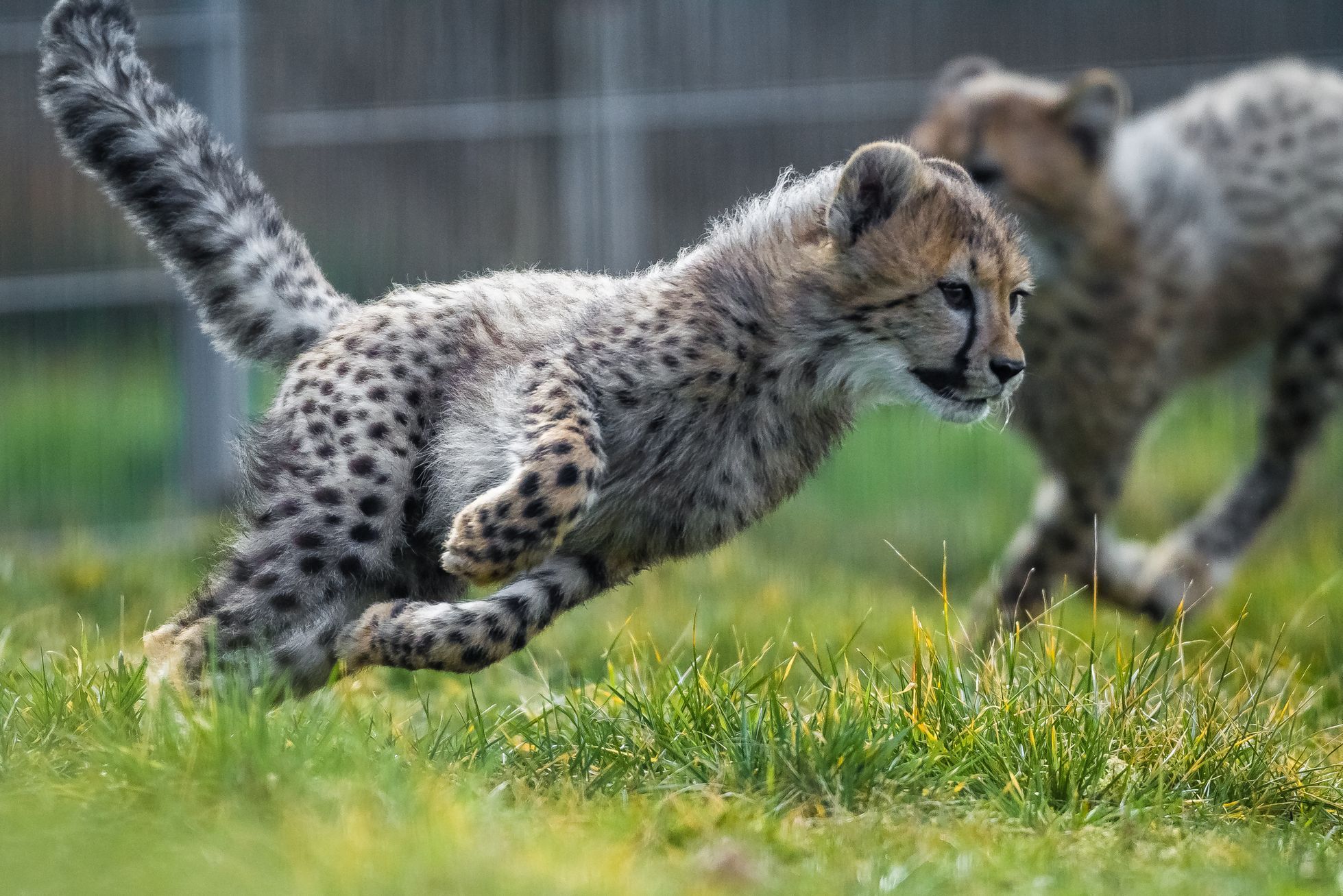 Zoo Praha, nová sezona 2015