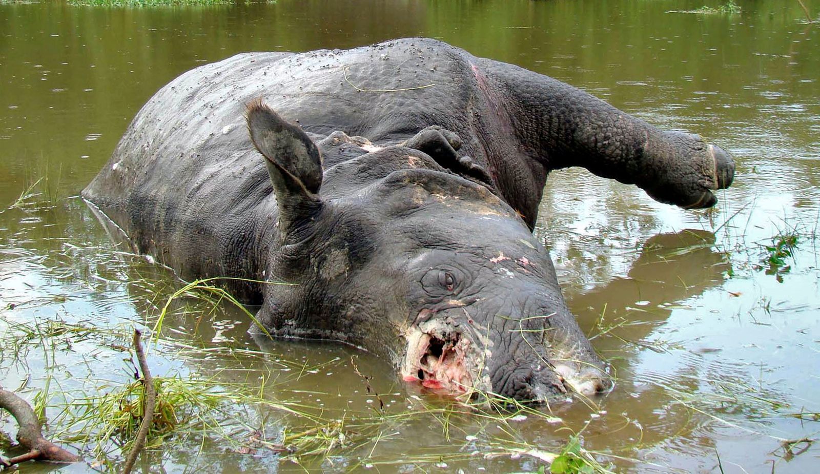 Nosorožec zabitý pytláky pro svůj roh