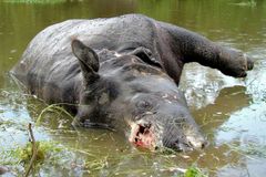 Čína povolila obchod s tygřími kostmi a rohy nosorožců. Ochránci přírody se bouří
