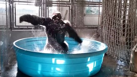 Hitem internetu je tančící gorila v bazénu. Podívejte se na zábavné video