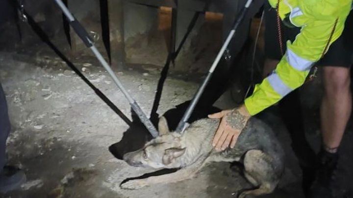 Trable pro majitelku fenky, jež zmrazila metro. Dopravní podnik chce vymáhat škodu; Zdroj foto: Policie ČR