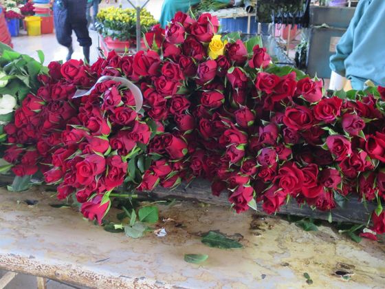 Valentýnské růže z farmy Karen Roses.