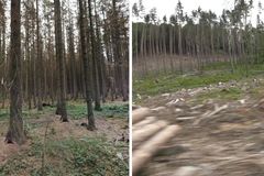 Měsíční krajina na Vysočině: Brouk "sežral" les během roku. Dřevo je neprodejné