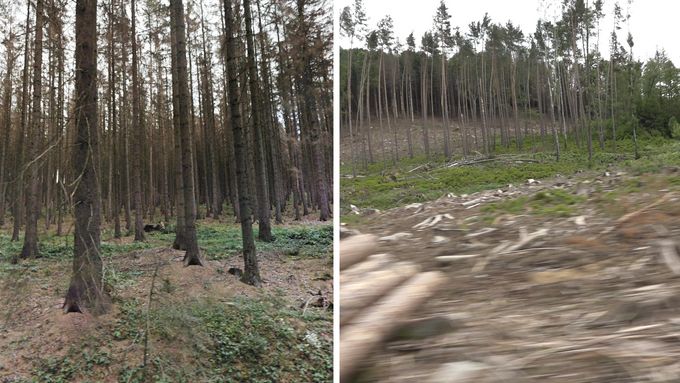 Zdecimované lesy po kůrovcové kalamitě na Jihlavsku