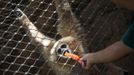 A gibbon is fed a popsicle during a heat wave at Madrid's zoo August 9, 2012. REUTERS/Susana Vera (SPAIN - Tags: ENVIRONMENT ANIMALS SOCIETY) Published: Srp. 9, 2012, 1:22 odp.