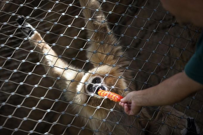 A gibbon is fed a popsicle during a heat wave at Madrid's zoo August 9, 2012. REUTERS/Susana Vera (SPAIN - Tags: ENVIRONMENT ANIMALS SOCIETY) Published: Srp. 9, 2012, 1:22 odp.