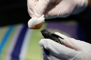 Obrazem: Mohou se zranit o lodní šroub i vlasec. Na pláži v Turecku zachraňují želvy