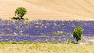 Mayle se v knize Provence od A do Z věnuje i rozdílu mezí levandulí a lavandinem. Toto je levandule. Roste ve vyšších polohách, keříky jsou menší a pole obvykle vypadají trochu neupraveně.