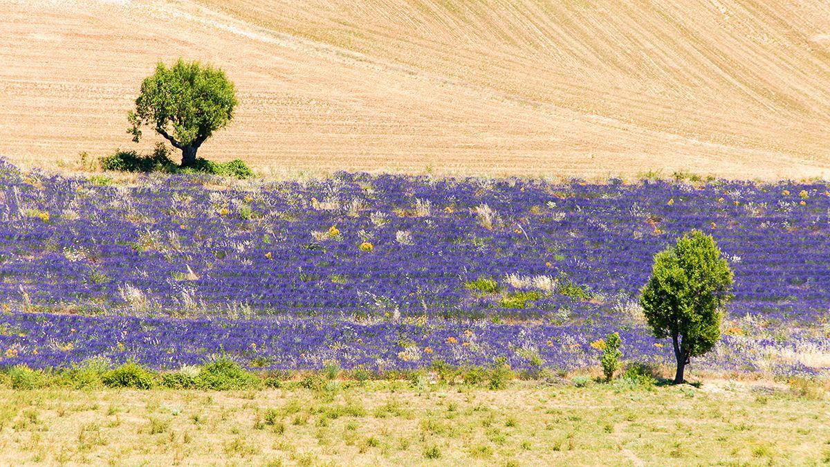 Tomáš Vocelka: Provence ve stopách Petera Mayla