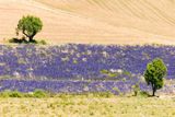Mayle se v knize Provence od A do Z věnuje i rozdílu mezí levandulí a lavandinem. Toto je levandule. Roste ve vyšších polohách, keříky jsou menší a pole obvykle vypadají trochu neupraveně.