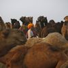 A camel herder looks on while waiting for customers at Pushkar Fair in the desert Indian state of Rajasthan November 22, 2012. Many international and domestic tourists throng to Pushkar to witness one of the most colourful and popular fairs in India. Thousands of animals, mainly camels, are brought to the fair to be sold and traded. REUTERS/Danish Siddiqui (INDIA - Tags: ANIMALS SOCIETY) Published: Lis. 22, 2012, 4:14 odp.