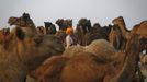 A camel herder looks on while waiting for customers at Pushkar Fair in the desert Indian state of Rajasthan November 22, 2012. Many international and domestic tourists throng to Pushkar to witness one of the most colourful and popular fairs in India. Thousands of animals, mainly camels, are brought to the fair to be sold and traded. REUTERS/Danish Siddiqui (INDIA - Tags: ANIMALS SOCIETY) Published: Lis. 22, 2012, 4:14 odp.