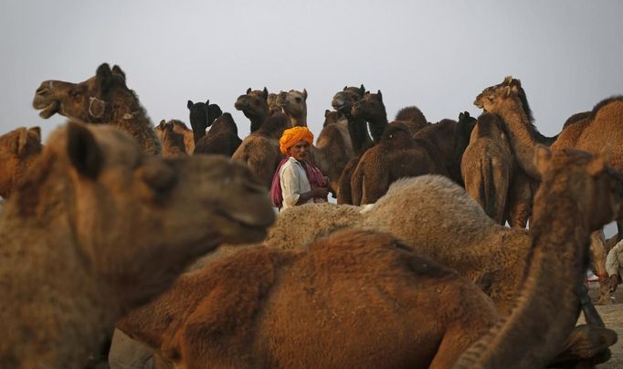 A camel herder looks on while waiting for customers at Pushkar Fair in the desert Indian state of Rajasthan November 22, 2012. Many international and domestic tourists throng to Pushkar to witness one of the most colourful and popular fairs in India. Thousands of animals, mainly camels, are brought to the fair to be sold and traded. REUTERS/Danish Siddiqui (INDIA - Tags: ANIMALS SOCIETY) Published: Lis. 22, 2012, 4:14 odp.