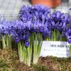 Výstava "Voda na Pražském hradě & hyacinty a hvězdníky"