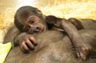 Gorilí mládě z pražské zoo převezli do Stuttgartu