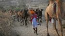 A camel herder walks his camels at Pushkar Fair in the desert Indian state of Rajasthan November 23, 2012. Many international and domestic tourists throng to Pushkar to witness one of the most colourful and popular fairs in India. Thousands of animals, mainly camels, are brought to the fair to be sold and traded. REUTERS/Danish Siddiqui (INDIA - Tags: ANIMALS ENVIRONMENT SOCIETY) Published: Lis. 23, 2012, 8:10 dop.