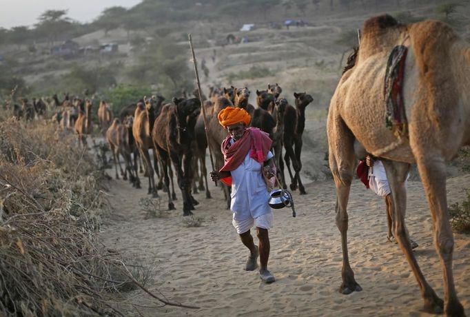 A camel herder walks his camels at Pushkar Fair in the desert Indian state of Rajasthan November 23, 2012. Many international and domestic tourists throng to Pushkar to witness one of the most colourful and popular fairs in India. Thousands of animals, mainly camels, are brought to the fair to be sold and traded. REUTERS/Danish Siddiqui (INDIA - Tags: ANIMALS ENVIRONMENT SOCIETY) Published: Lis. 23, 2012, 8:10 dop.