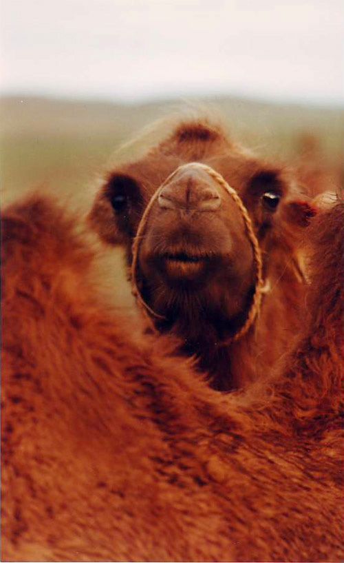 Mongolsko