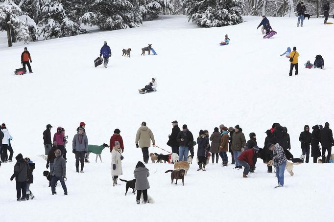 People gather to toboggan and walk their dogs in Central Park in New York, February 9, 2013. A blizzard pummelled the Northeastern United States, killing at least one person, leaving hundreds of thousands without power and disrupting thousands of flights, media and officials said. REUTERS/Carlo Allegri (UNITED STATES - Tags: ENVIRONMENT ANIMALS) Published: Úno. 9, 2013, 2:44 odp.