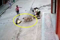 Video: Čtyřnohý ochránce zahnal psa, který brutálně napadl dítě