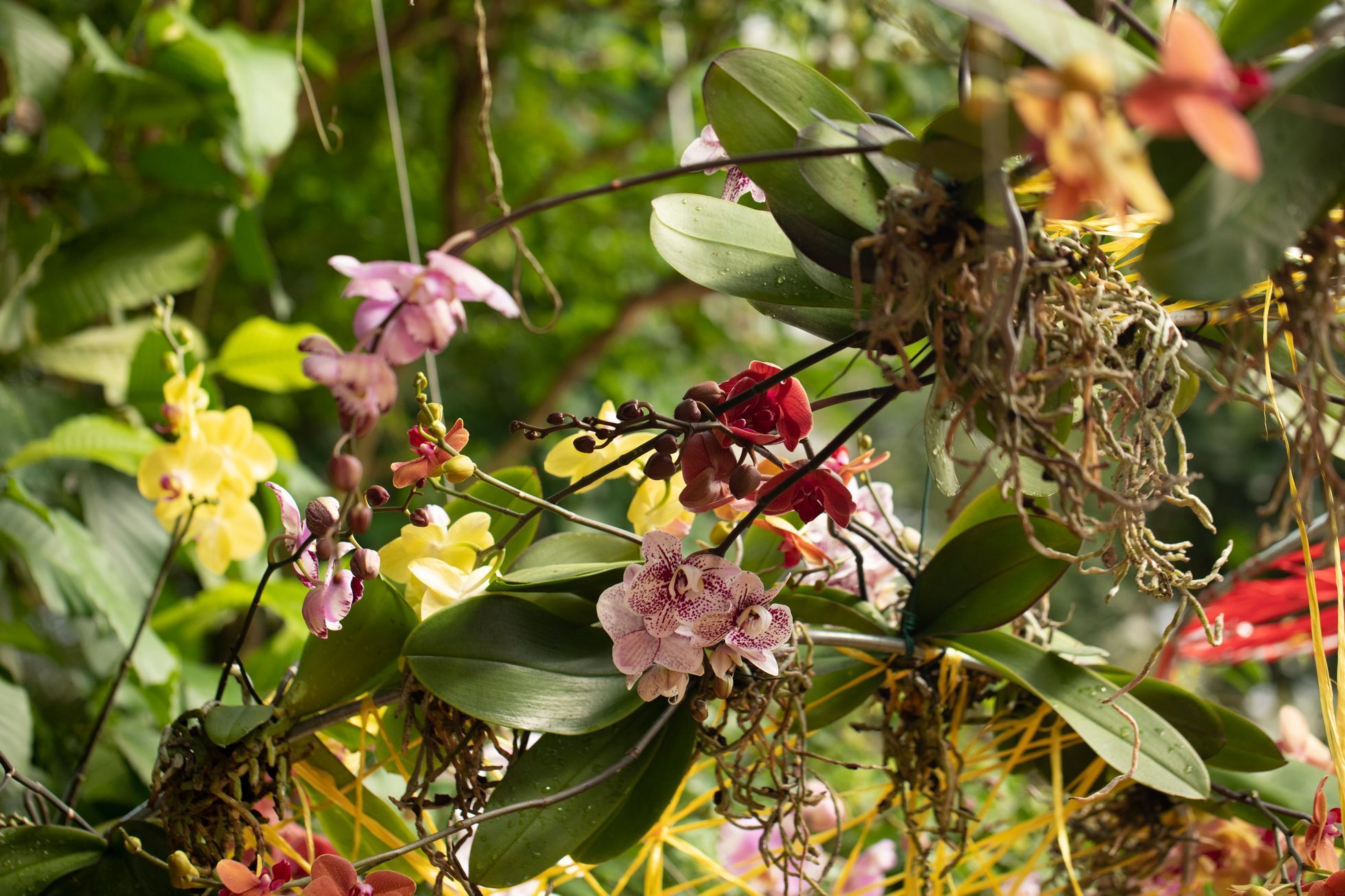 Botanická zahrada, fata morgana