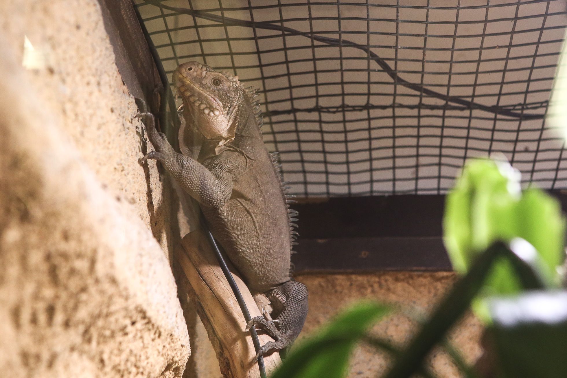 Zoopark Zájezd u Kladna, soukromá zoo, zvířata, chameleon, lemur