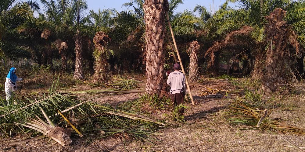 Palma olejná v Indonésii.