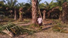Palma olejná v Indonésii.