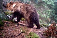 Medvěd na Valašsku napadl další zvířata, odborníci požádali o povolení k odchytu
