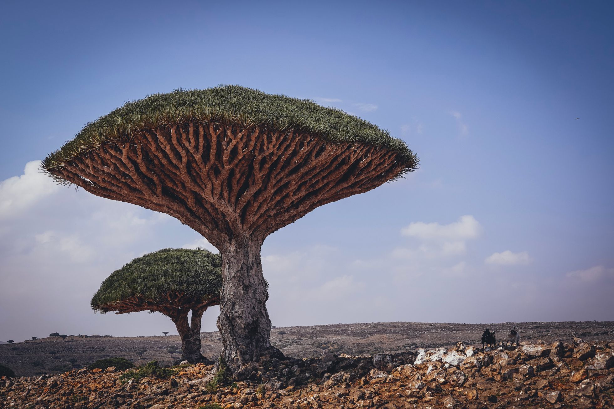 Sokotra je jemenským rájem