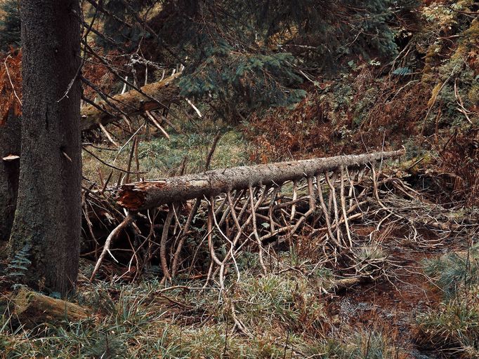 Jeseníky: Podzim v divoké soutěsce Bílé Opavy (Praděd - Karlova Studánka)