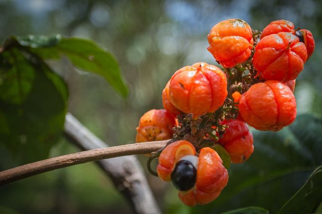 Paulinie nápojná (guarana)