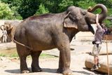 Se zastaralým domovem se loučila i slonice Gulab. Pavilon pro veřejnost sloužil už od roku 1973. Svými parametry neodpovídal současným požadavkům na chov slonů.
