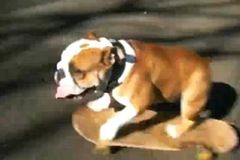 Video: Bazooka je psí mistr v jízdě na skejtu
