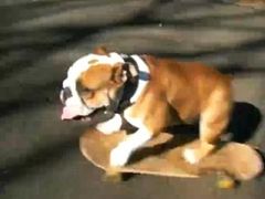 Buldok Bazooka je psím přeborníkem v jízdě na skateboardu