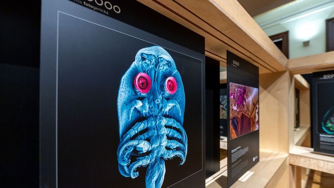 Výstava Věda fotogenická