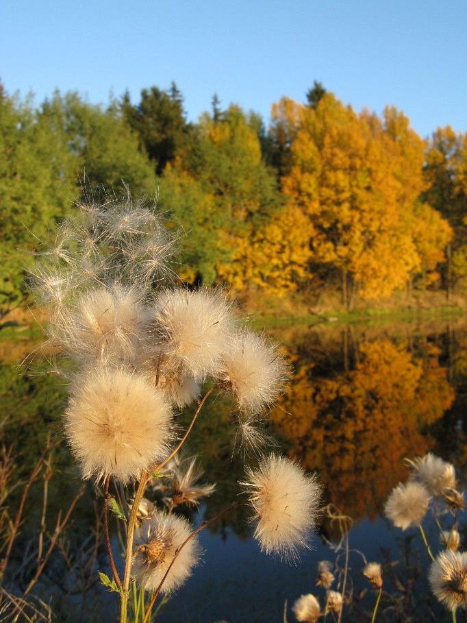 Rybník u Kladské (oblast Mariánských Lázní).