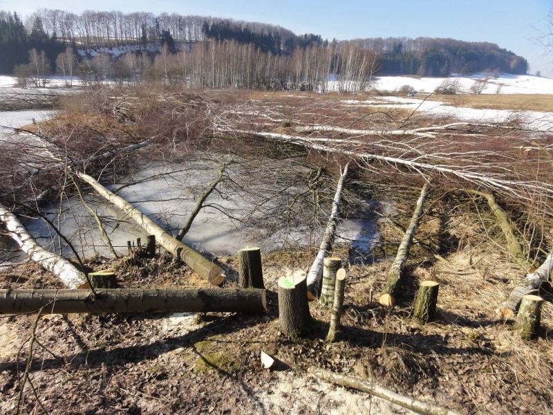 Nelegální kácení stromů u Zdoňovského rybníka