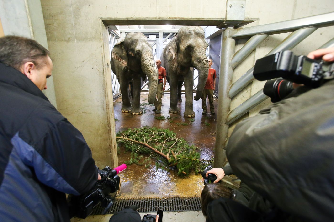 Krmení zvířat v Zoo Praha vánočním stromem ze Staromáku