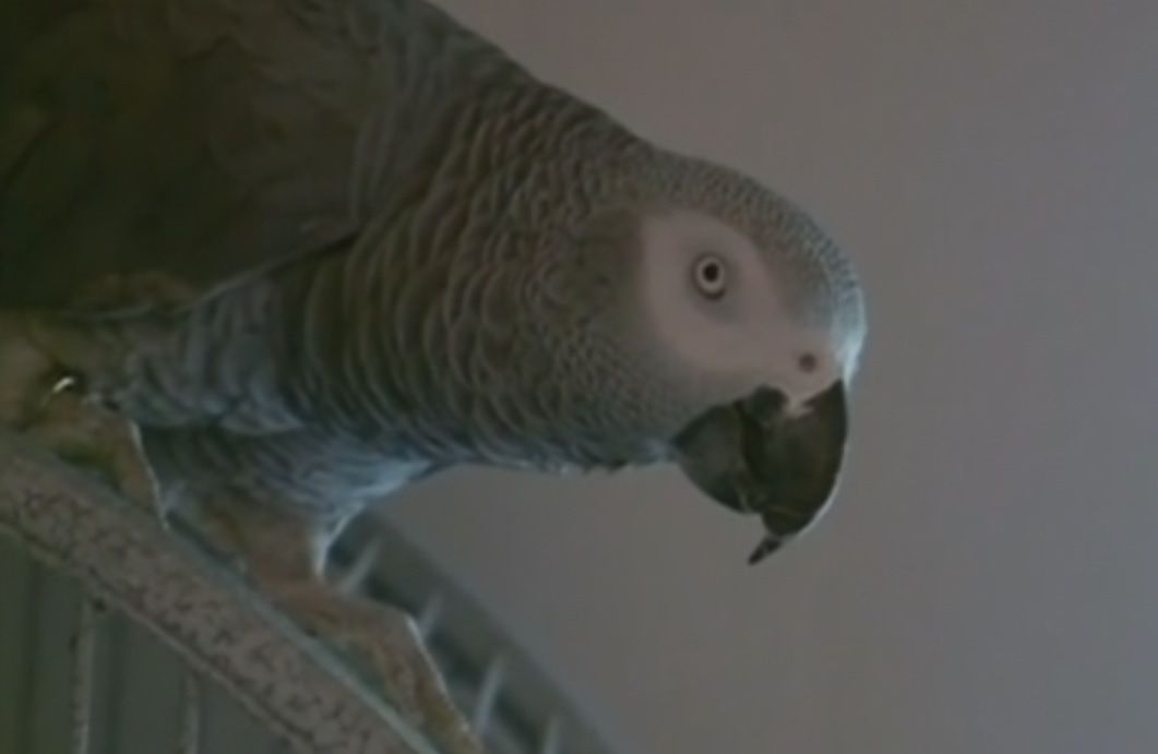 Bude Papoušek šedý - žako svědčit v procesu vraždy?