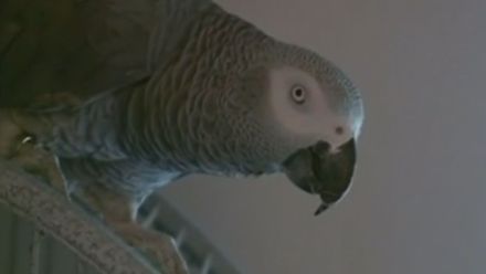 Viděl papoušek vraždu? Žalobci zvažují, zda přizvat ptáka jako svědka