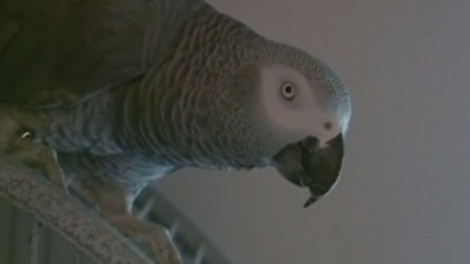 Prokurátoři v americkém státě Michigan zvažují, zda slova skřehotaná papouškem mohou být použita jako důkaz v soudním procesu vraždy.