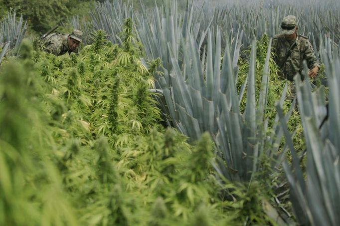 Soldiers inspect a marijuana plantation during a military operation at Tequila in Jalisco September 27, 2012. According to military authorities, Mexican troops found 40 hectares of marijuana planted between maize agave as well as a house used for processing drugs. REUTERS/Alejandro Acosta (MEXICO - Tags: DRUGS SOCIETY MILITARY) Published: Zář. 28, 2012, 1:52 dop.